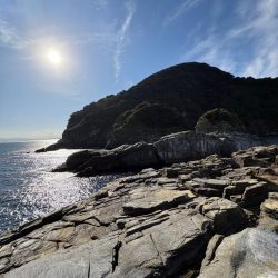 高島 松バエ