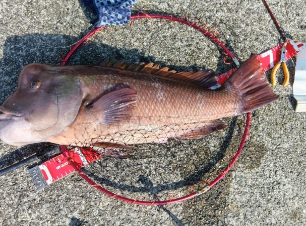 コブダイ釣り