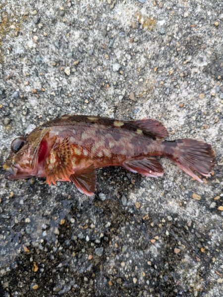 平磯海釣り公園へ