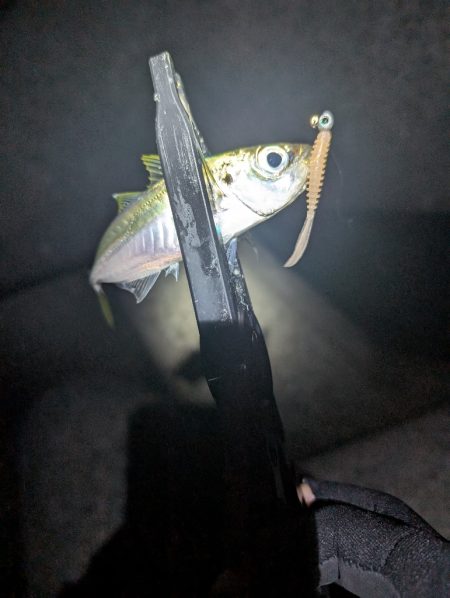 陸っぱり釣行記