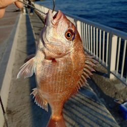 久しぶりのカゴ釣り