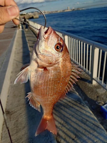 久しぶりのカゴ釣り