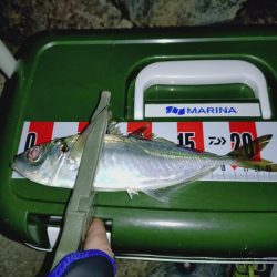 激シブ釣行🎣