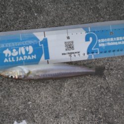 また釣れた