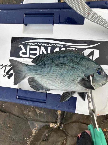 たかたかの釣り日記