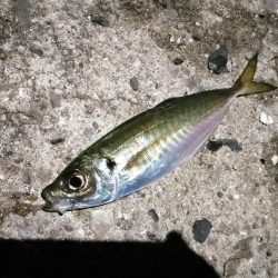 素敵な釣り納め