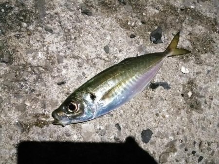 素敵な釣り納め