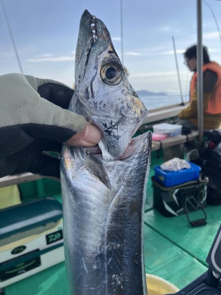 泉州丸さんで太刀魚