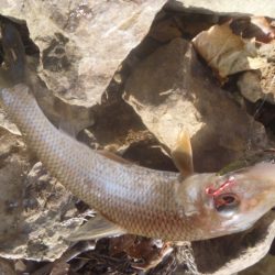 師走のバス釣り