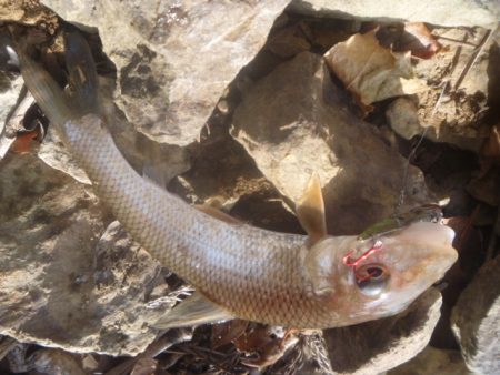 師走のバス釣り