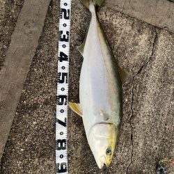 新春初釣り、初ブリ！！