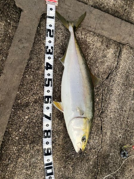 新春初釣り、初ブリ！！