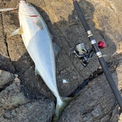 高島 アシカ瀬