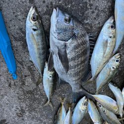 チヌや大アジ釣れました