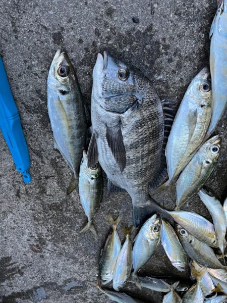 チヌや大アジ釣れました