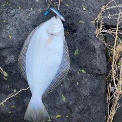 久々の釣りでヒラメ