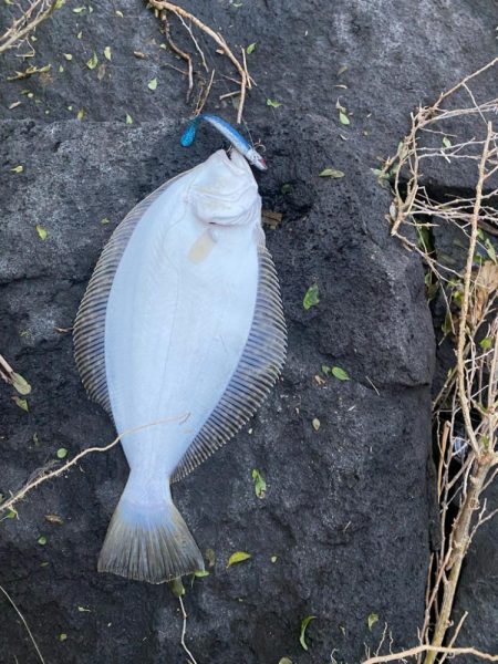 久々の釣りでヒラメ