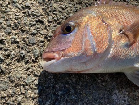 冬の遠投カゴ釣り