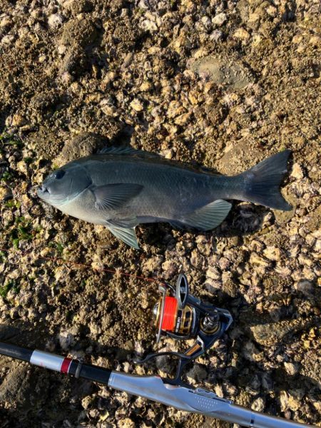 沖磯でグレ釣り