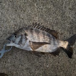 チヌ、中アジ釣れました