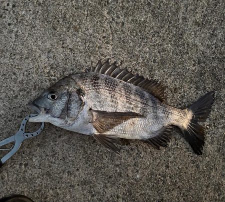 チヌ、中アジ釣れました