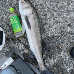 アジ飲ませ釣り