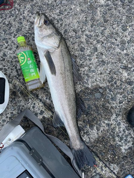 アジ飲ませ釣り