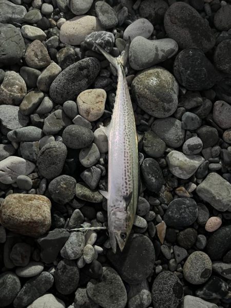 釣り納めかも