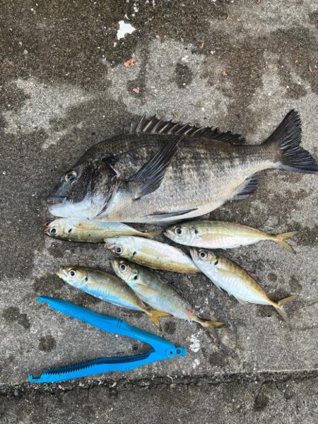 大アジやチヌ釣れました