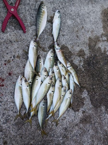 釣り納め　アジング　尺有