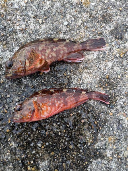 平磯海釣り公園へ