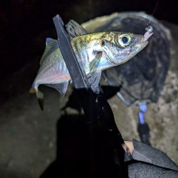 陸っぱり釣行記