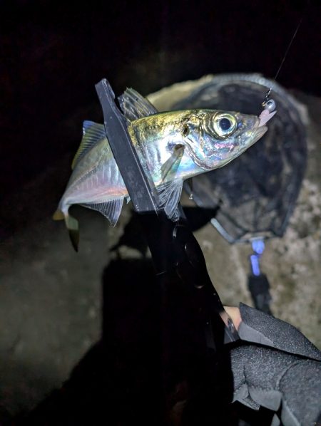 陸っぱり釣行記