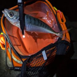 陸っぱり釣行記