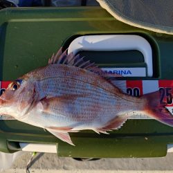 久しぶりのカゴ釣り