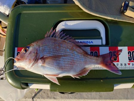 久しぶりのカゴ釣り