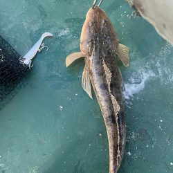 大在沖でルアー釣り