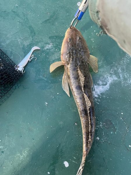 大在沖でルアー釣り