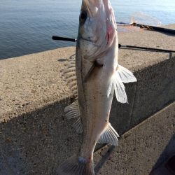 久々に、まともな魚