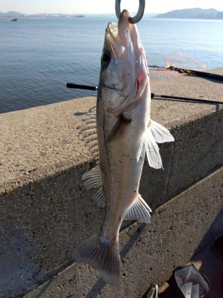 久々に、まともな魚