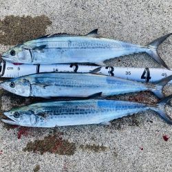 根魚を釣るように