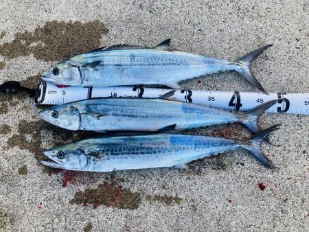 根魚を釣るように