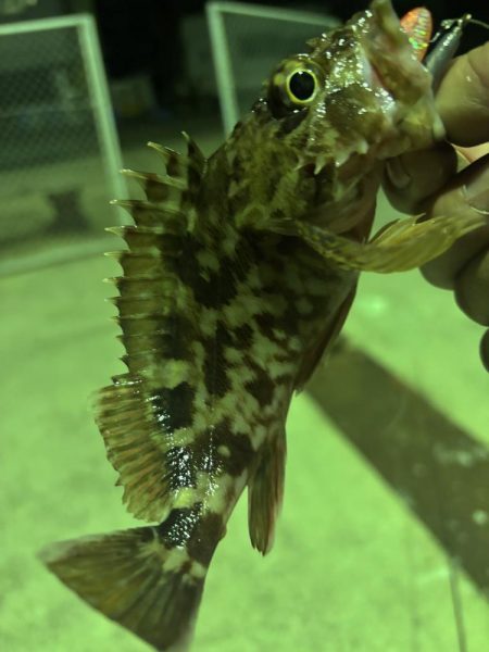 爆風で寒いけど釣り納め