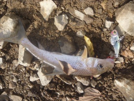 師走のバス釣り