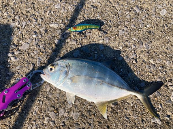 ちょこっと釣行