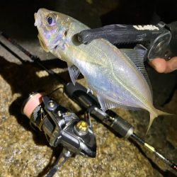 メバル狙いで、新たな魚種が…