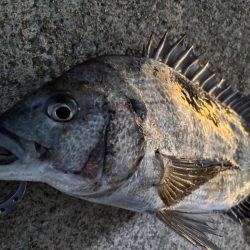 チヌ、中アジ釣れました