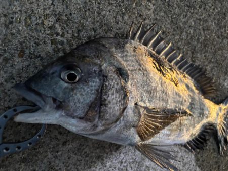 チヌ、中アジ釣れました