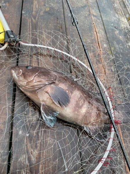 釣堀　オーパ　簡単　青物　マハタ　タイ