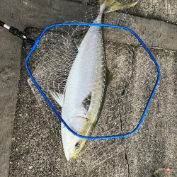 新春初釣り、初ブリ！！